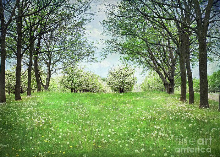 Apple Orchard Greeting Card featuring the photograph He's In The Orchard by Kathi Mirto
