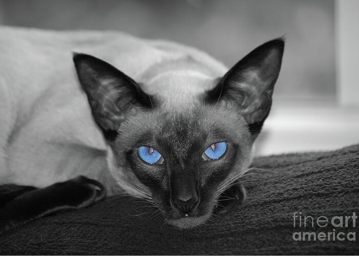 Siamese Greeting Card featuring the photograph Hey There Blue Eyes - Siamese Cat by Flippin Sweet Gear