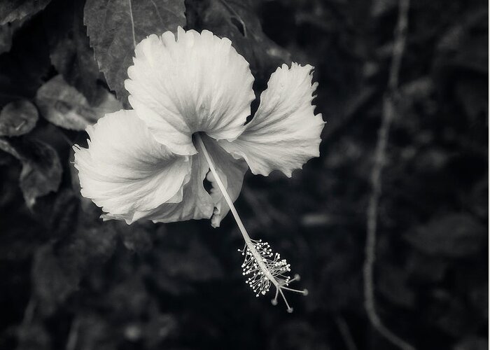 Hibiscus Greeting Card featuring the photograph Hibiscus Flower in Black and White by Catherine Reading