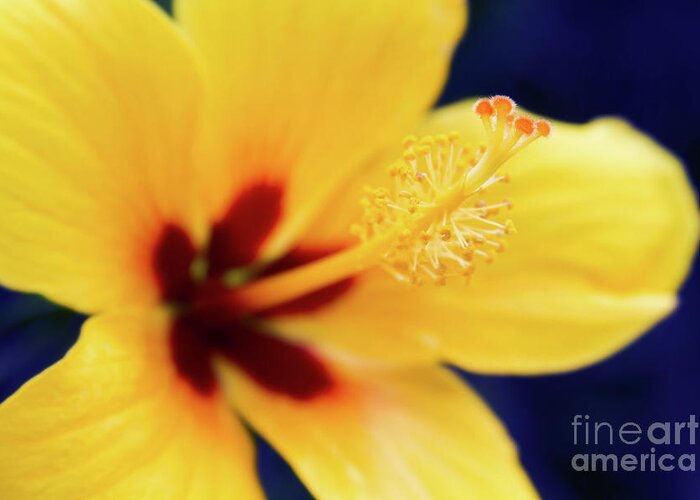 Hibiscus Greeting Card featuring the photograph Hibiscus Lemon Drop Tropical Fancy Flowers by Sharon Mau