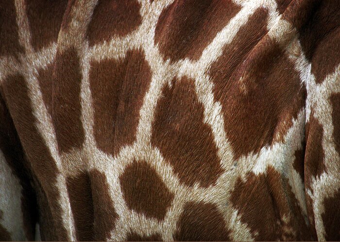 Giraffe Fur Greeting Card featuring the photograph Hide II by Sd Smart