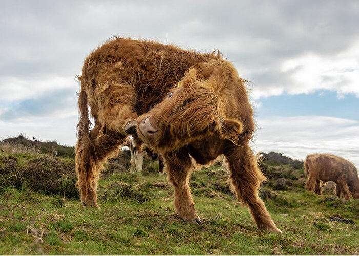 Animal Greeting Card featuring the photograph Highland cow having a scratch by Scott Lyons