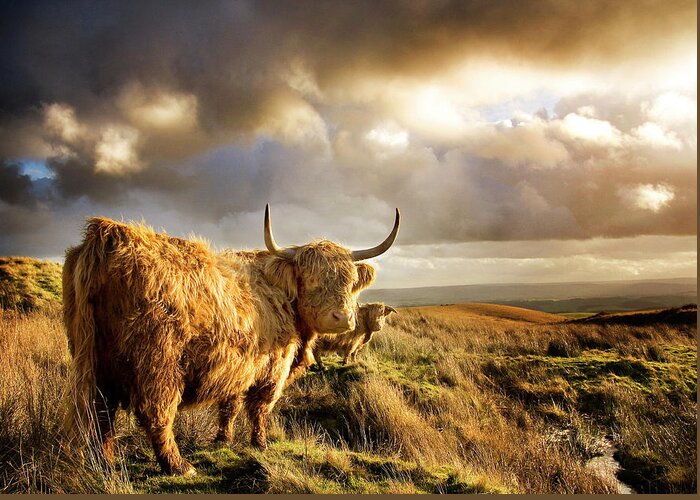 Horned Greeting Card featuring the photograph Highland Cows by Michael Honor