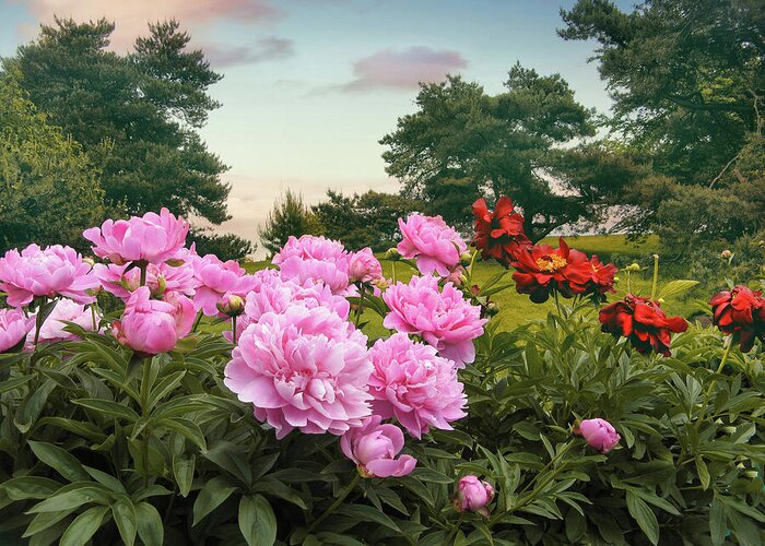 Peonies Greeting Card featuring the photograph Hillside Peonies by Jessica Jenney