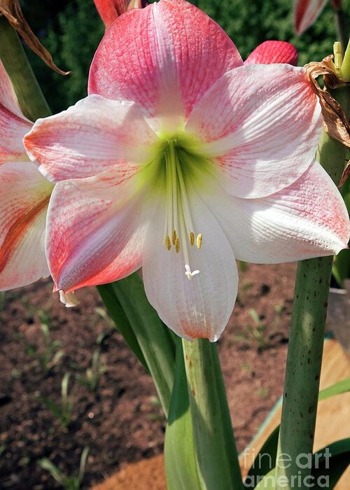Hippeastrum Apple Blossom Greeting Card featuring the photograph Hippeastrum 'apple Blossom' by Dr Keith Wheeler/science Photo Library