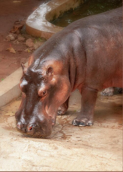 Hippopotamus Greeting Card featuring the photograph Hippopotamus by Gouzel -