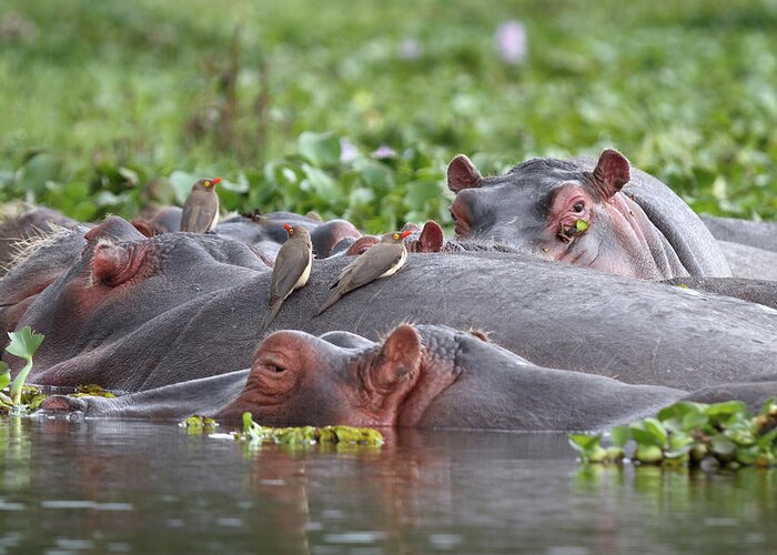 Kenya Greeting Card featuring the photograph Hippos And Oxpecker Birds In Lake by Richmatts