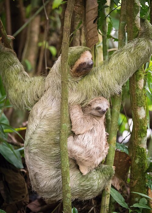Choloepus Greeting Card featuring the photograph Hoffmann's Two-toed Sloth, Choloepus Hoffmanni by Petr Simon