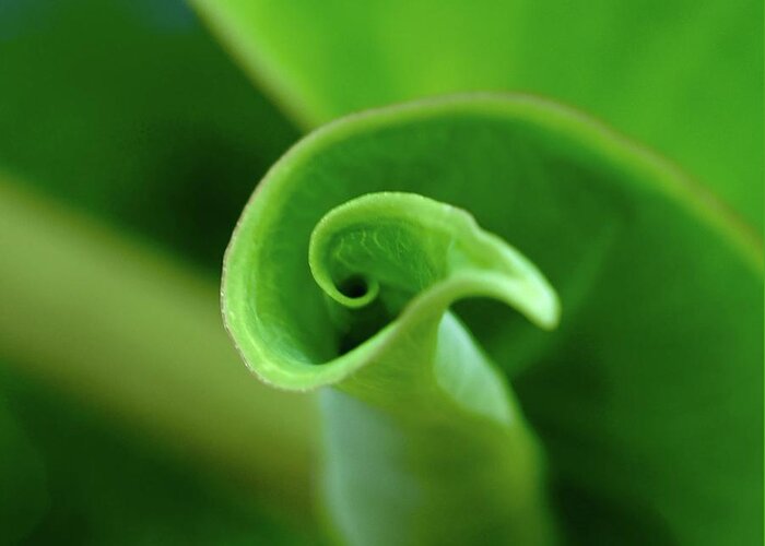 Elephant Ear Leaf Unfurling Curl Round Circle New Growth Green Floral Tropical Plant Nature Pitcher Container Natural Swirl Motion Twirl Shadow Edges Images Direction Bird Shell Green Yellow White Abstract Moods Contemporary Design Greeting Card featuring the photograph Holding Water by Alida M Haslett