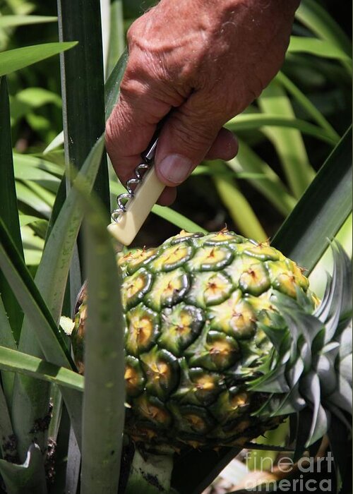 Home Greeting Card featuring the photograph Home Grown Hawaiian Gold Pineapple by Philip And Robbie Bracco