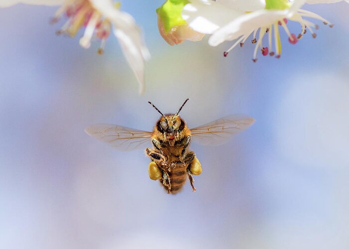 Bee Greeting Card featuring the photograph Honeybee Suspended on Air by Gary Kochel