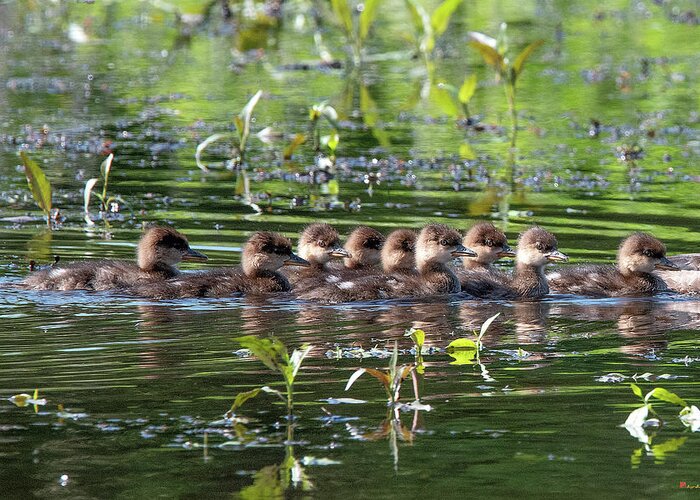 Nature Greeting Card featuring the photograph Hooded Merganser Ducklings DWF0203 by Gerry Gantt