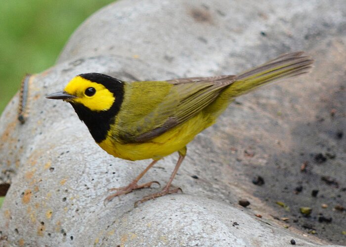Hooded Warbler Greeting Card featuring the photograph Hooded Warbler by Jimmie Bartlett