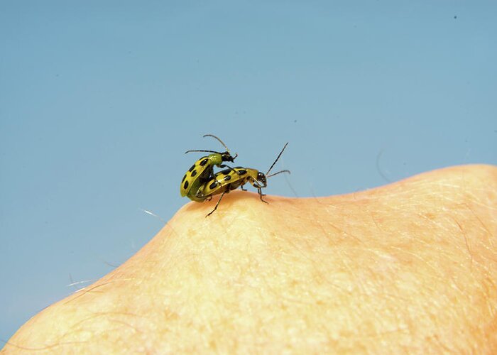 Corn Rootworm Greeting Card featuring the photograph Hop on and Lets go to Town by Douglas Barnett