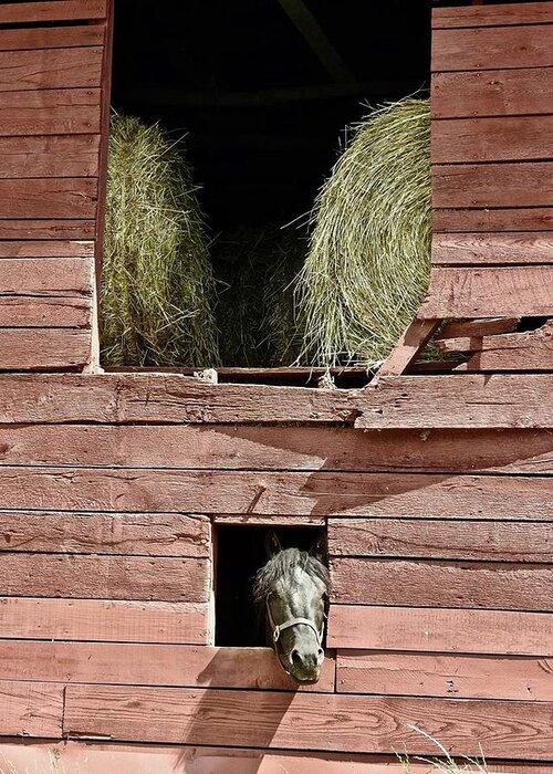 Horse Greeting Card featuring the photograph Horse Barn by Kathy Chism