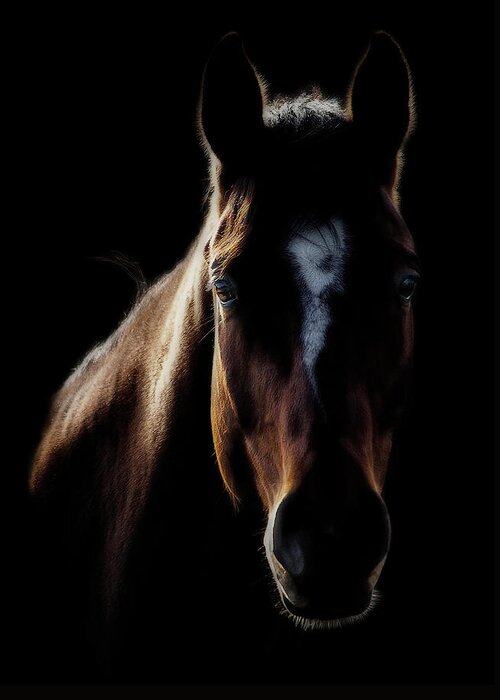 Horse Greeting Card featuring the photograph Horse In Backlight by Ryan Courson Photography