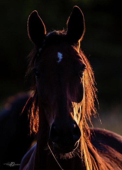 Horse Greeting Card featuring the photograph Horse portrait in back lit by Torbjorn Swenelius