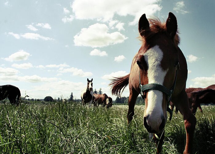 Horse Greeting Card featuring the photograph Horses In Large Field by Kevinruss