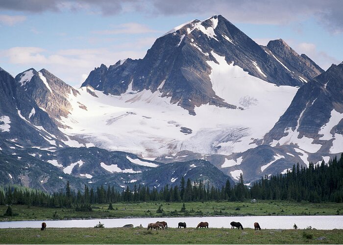 Horse Greeting Card featuring the photograph Horses In Tonquin Valley, Jasper by Art Wolfe