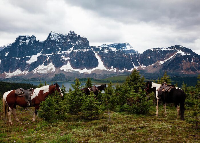 Horse Greeting Card featuring the photograph Horses, Jasper National Park, Alberta by Mint Images/ Art Wolfe