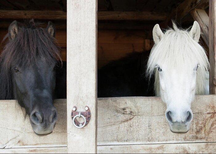 Horse Greeting Card featuring the photograph Horses Leaning Over Stable Doors by Stefanie Grewel