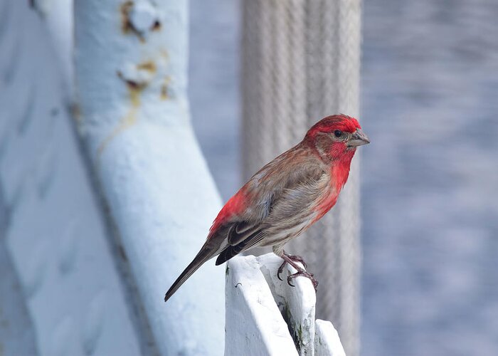 Finch Greeting Card featuring the photograph House Finch on the U.S.S. Wisconsin by Nicole Lloyd