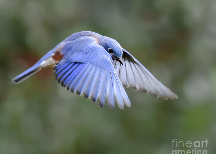 Bluebird Greeting Card featuring the photograph Hovering Bluebird by Amy Porter