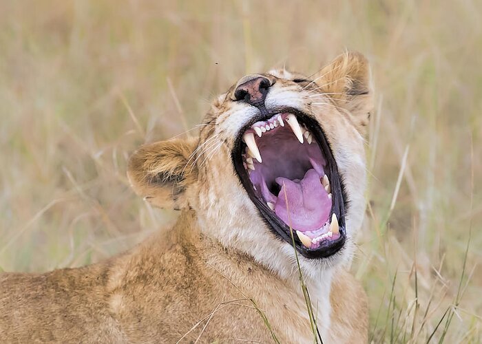 Lion Greeting Card featuring the photograph How's My Teeth by Jun Zuo
