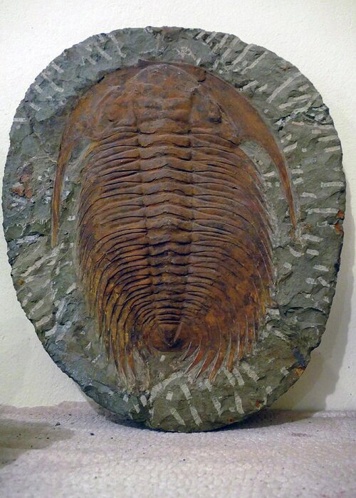 Erfouad Greeting Card featuring the photograph Huge trilobite fossil, hundreds of millions of years old by Steve Estvanik