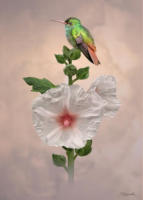 Flower Greeting Card featuring the digital art Hummingbird and Hollyhock by M Spadecaller