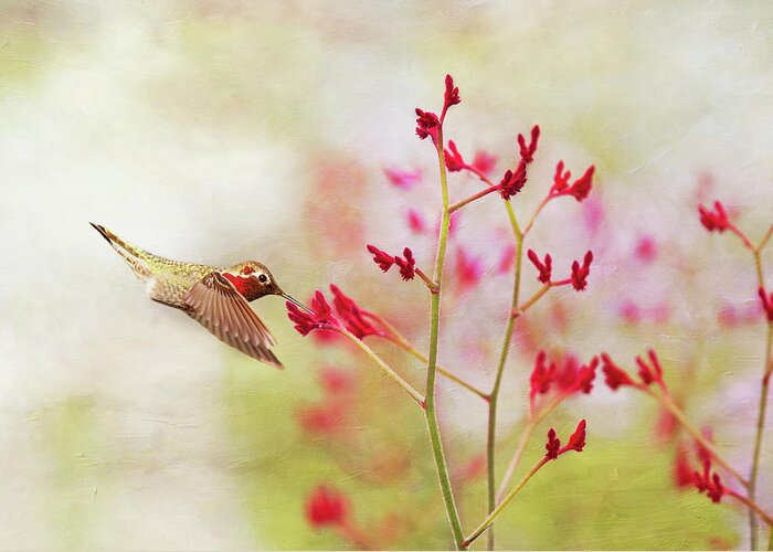 Animal Themes Greeting Card featuring the photograph Hummingbird At Red Wildflowers by Susangaryphotography