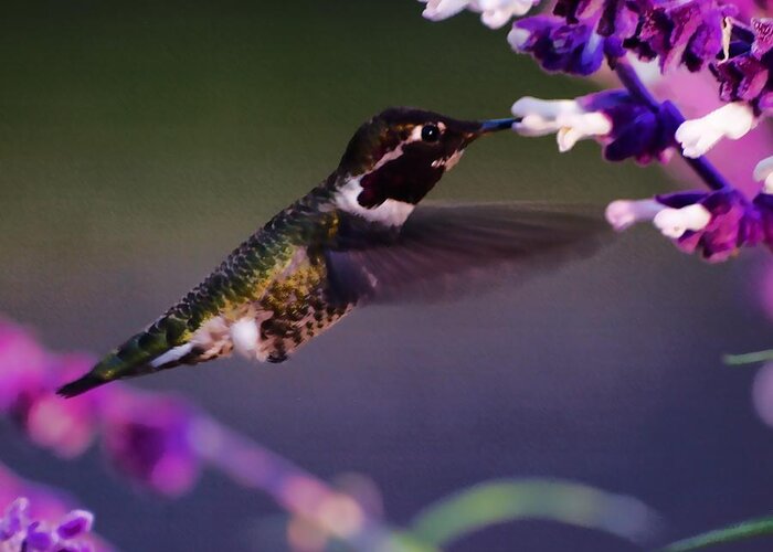 Animal Greeting Card featuring the photograph Hummingbird HDR by Richard Thomas