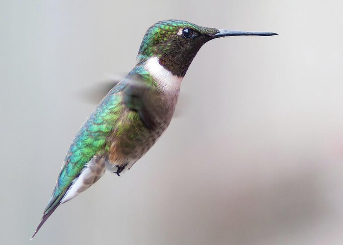 Animal Themes Greeting Card featuring the photograph Hummingbird In Flight by Michal Cialowicz