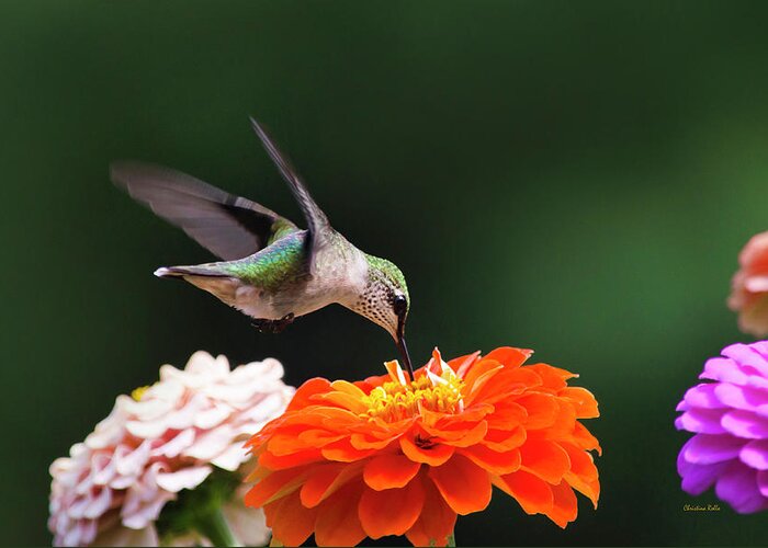 Hummingbird Greeting Card featuring the photograph Hummingbird in Flight with Orange Zinnia Flower by Christina Rollo