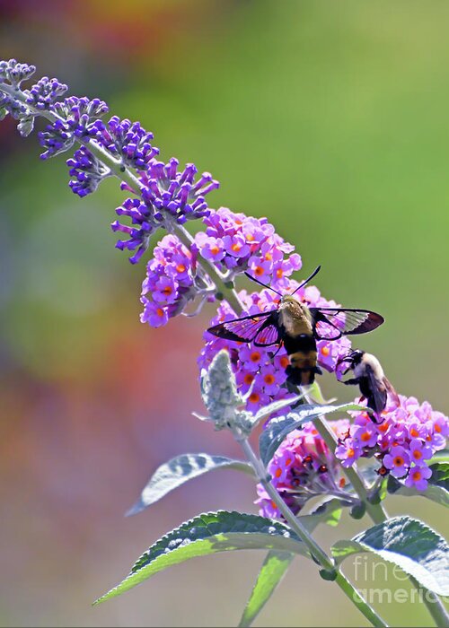 Insects Greeting Card featuring the photograph Hummingbird Moth and Bee Share the Butterfly Bush by Kerri Farley