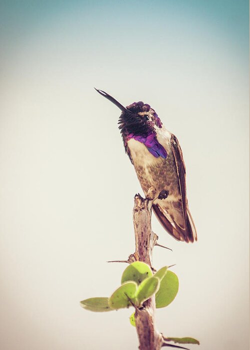 Hummingbird Greeting Card featuring the photograph Hummingbird Mustache by Rebekah Zivicki