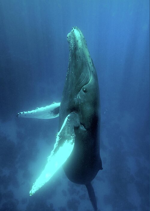 Underwater Greeting Card featuring the photograph Humpback Whale Ascending by Scott Sansenbach - Sansenbach Marine Photo