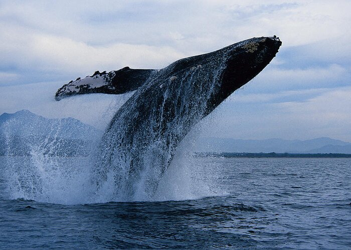 Spray Greeting Card featuring the photograph Humpback Whale, Megaptera Novaeangliae by Gerard Soury