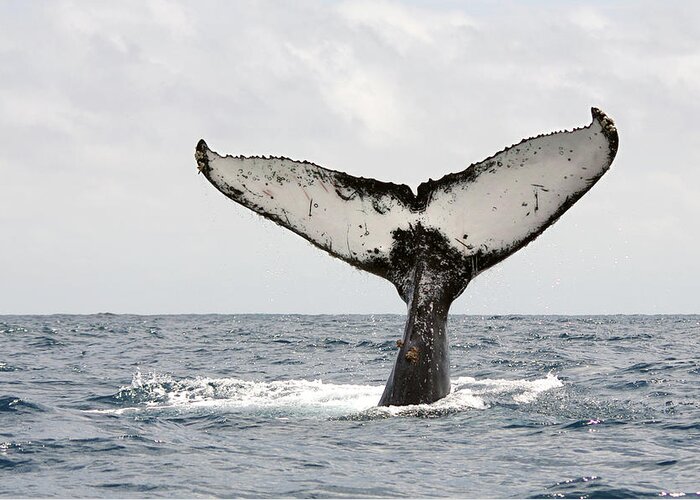 Animal Themes Greeting Card featuring the photograph Humpback Whale Tail by Photography By Jessie Reeder