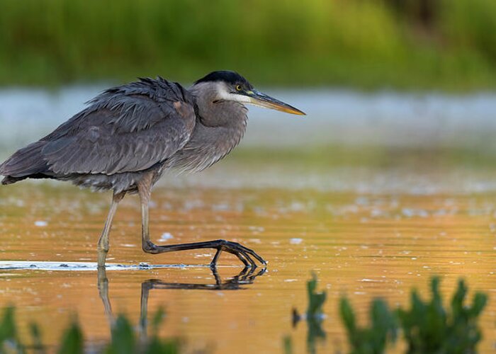 Great Blue Heron Greeting Card featuring the photograph Hungry Heron. by Paul Martin
