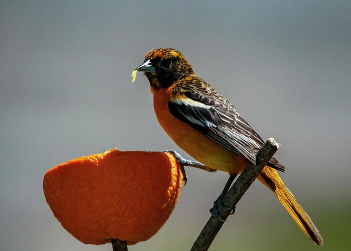 Bird Greeting Card featuring the photograph Hungry Oriole by Cathy Kovarik
