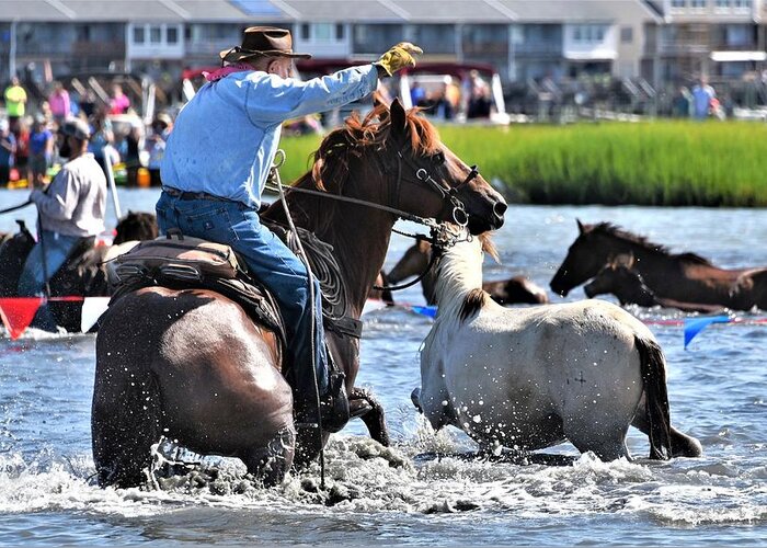 Hustling Greeting Card featuring the photograph Hustling a Stray Wild Horse - Chincoteague Pony Run by Kim Bemis