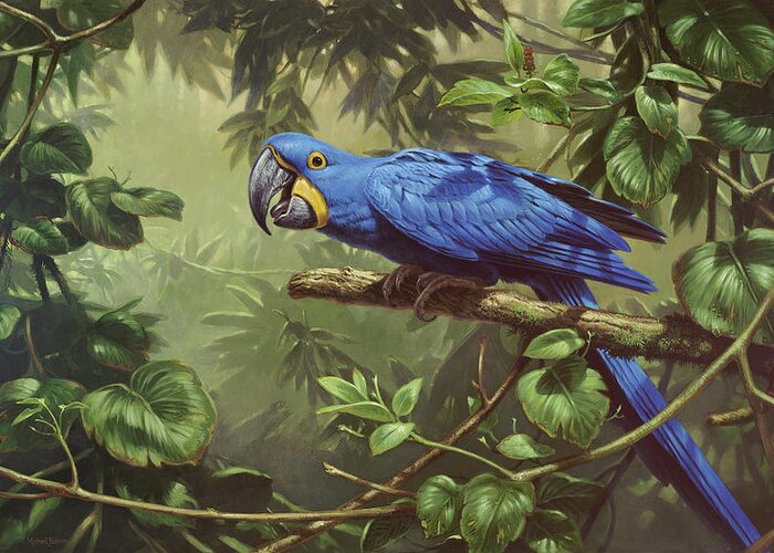 Parrot Greeting Card featuring the photograph Hyacinth Macaw by Michael Jackson