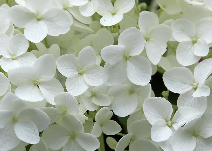 Petal Greeting Card featuring the photograph Hydrangea - White by Bikec