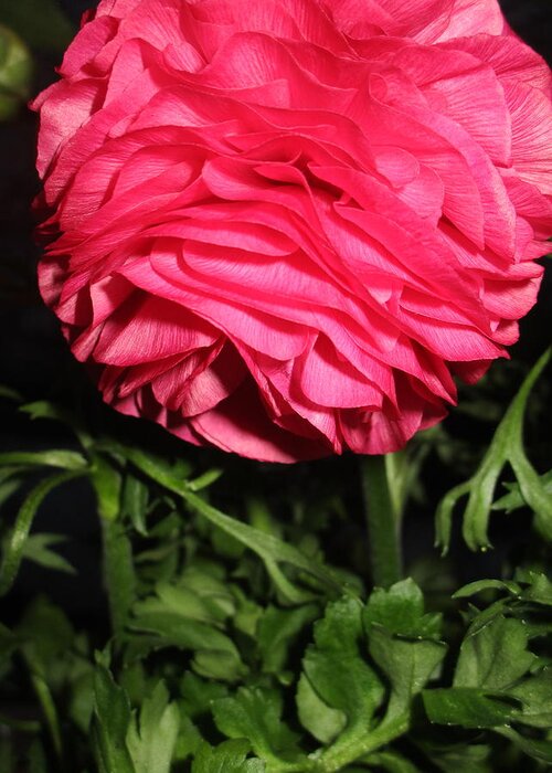 Ranunculus Greeting Card featuring the photograph I Bow by Rosita Larsson