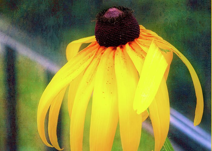 Black-eyed Susan Greeting Card featuring the photograph Can-Do Cassie Climbing Over The Railing by Anita Pollak