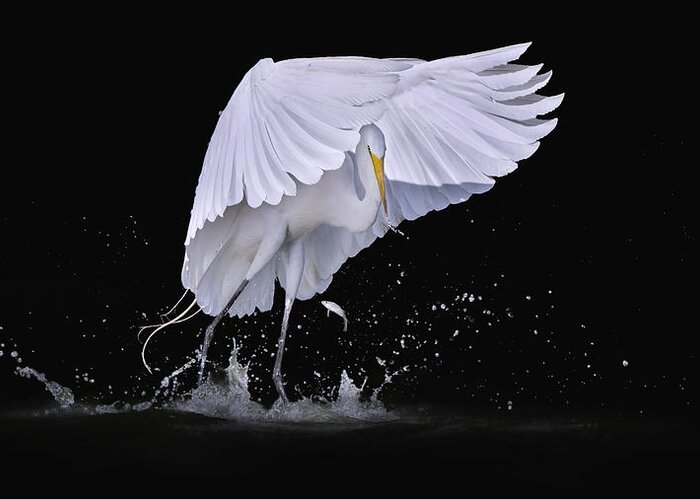 Egret Greeting Card featuring the photograph I See You by Qing Zhao