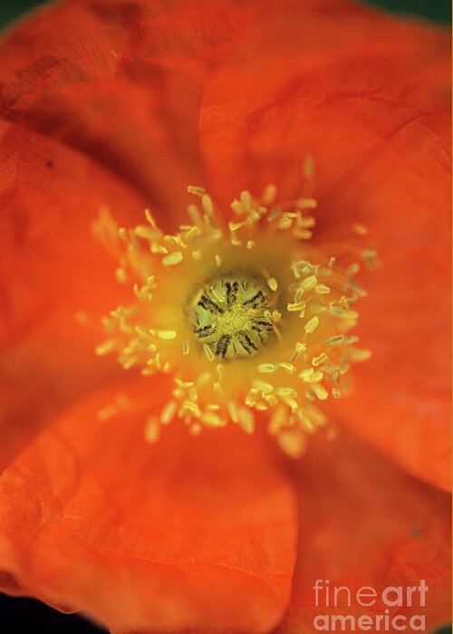 United Kingdom Greeting Card featuring the photograph Iceland Poppy (papaver Nudicaule) Flower by Jane Sugarman/science Photo Library