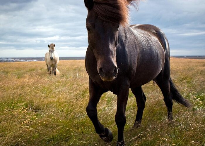 Horse Greeting Card featuring the photograph Icelandic Horse by Johann S. Karlsson