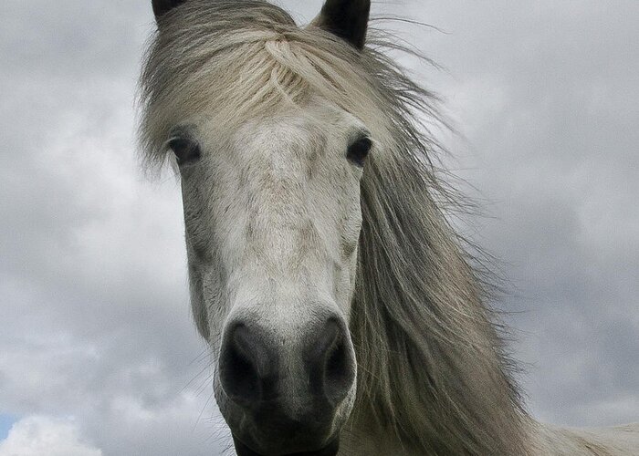 Animal Themes Greeting Card featuring the photograph Icelandic Horse by Kristjan Sigurjonsson